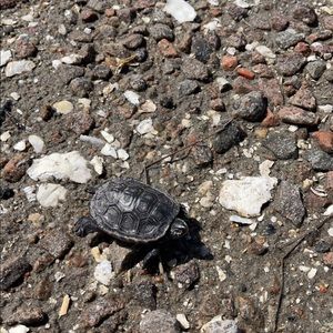 Meet your Posher, Alyse